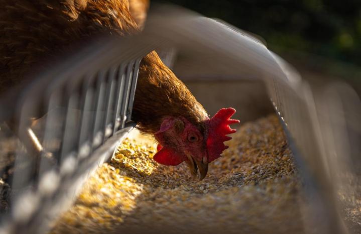 Poultry Farming Equipment Sales