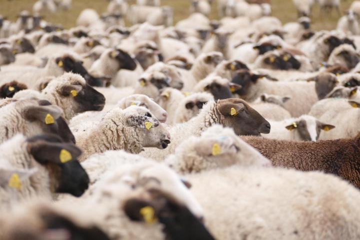 Animal Shearing Equipment Sales