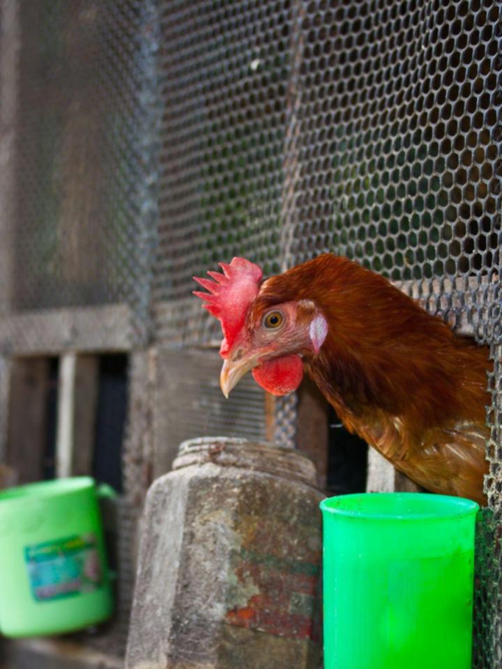 Équipement de toilettage pour animaux Québec
