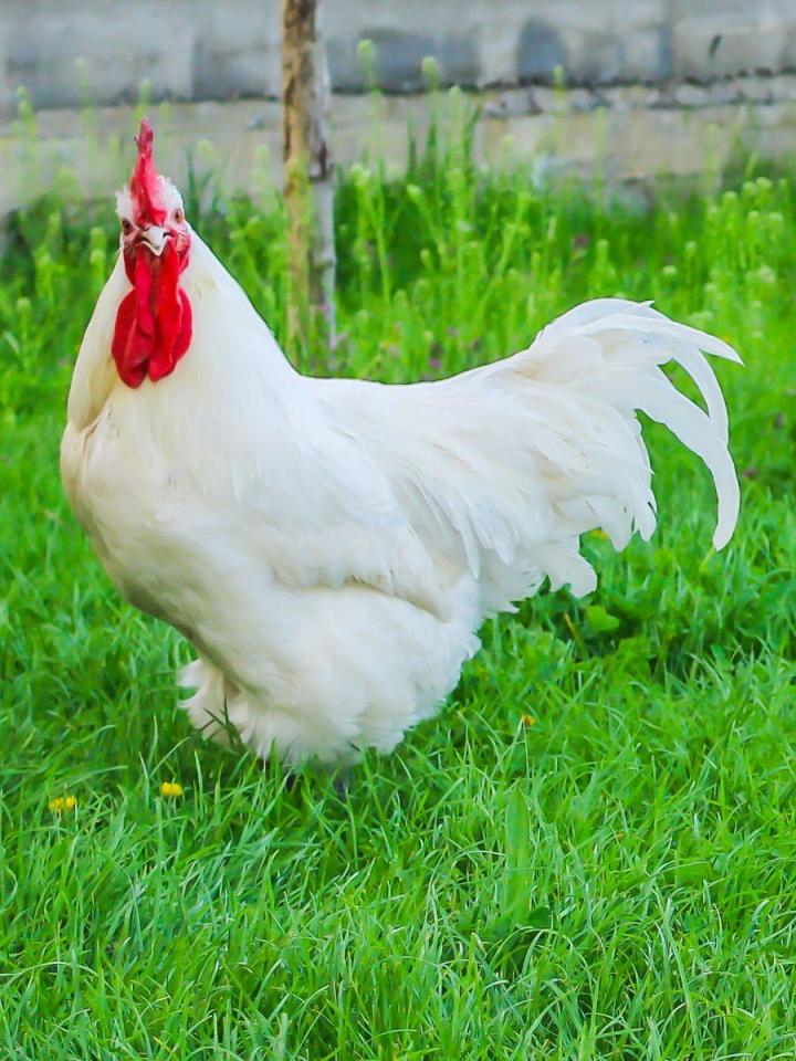 Équipement de tonte pour animaux Québec