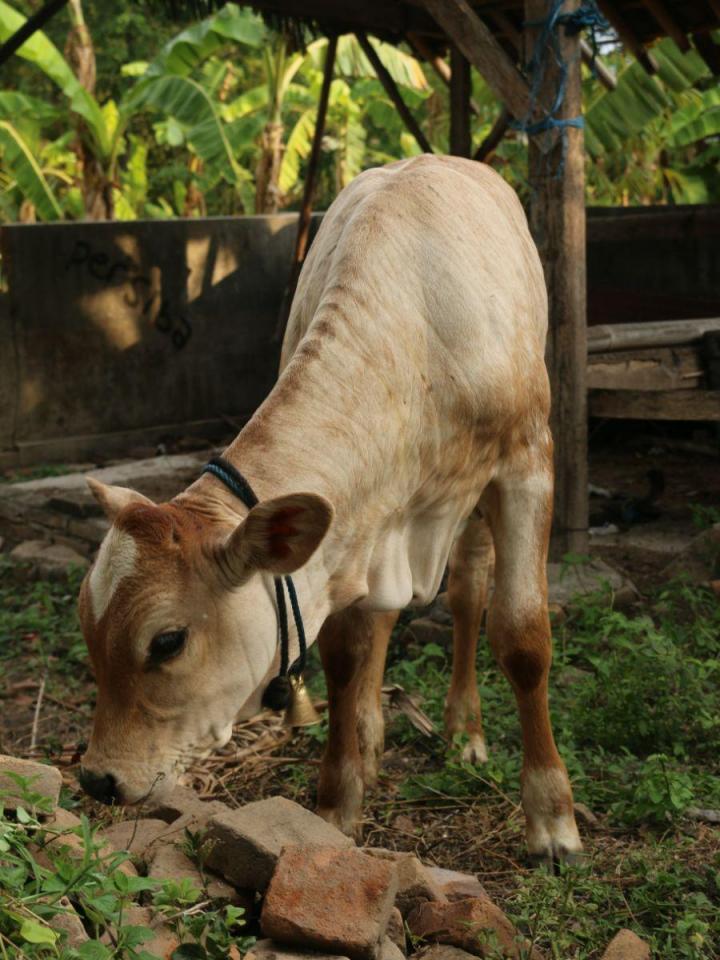 Équipement de tonte pour animaux Québec