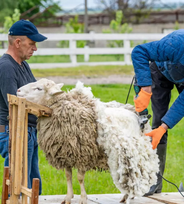 <p>Équipement de tonte pour animaux, Bas-Saint-Laurent</p>