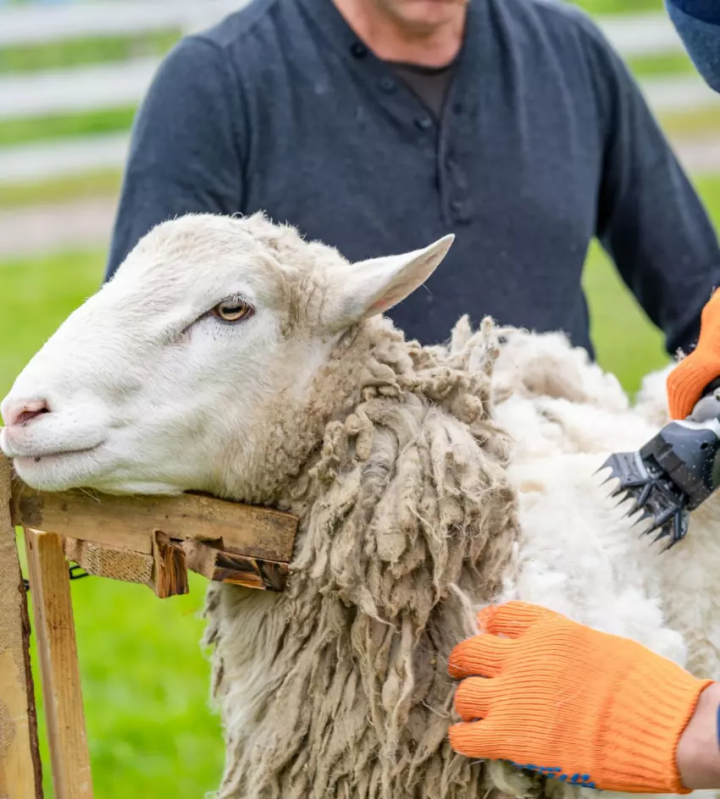 <p>Équipement de tonte pour animaux, Estrie</p>