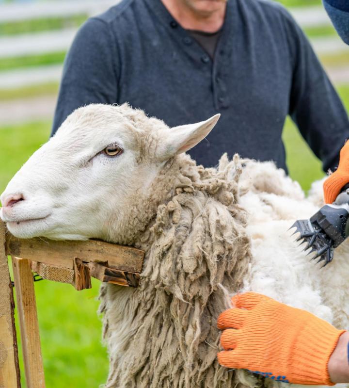 Pour tout achat d’équipements de tonte pour animaux au Québec, choisissez les produits d’Ukal Canada.