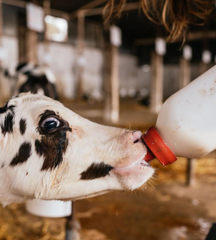 Dairy Farms Equipment Quebec