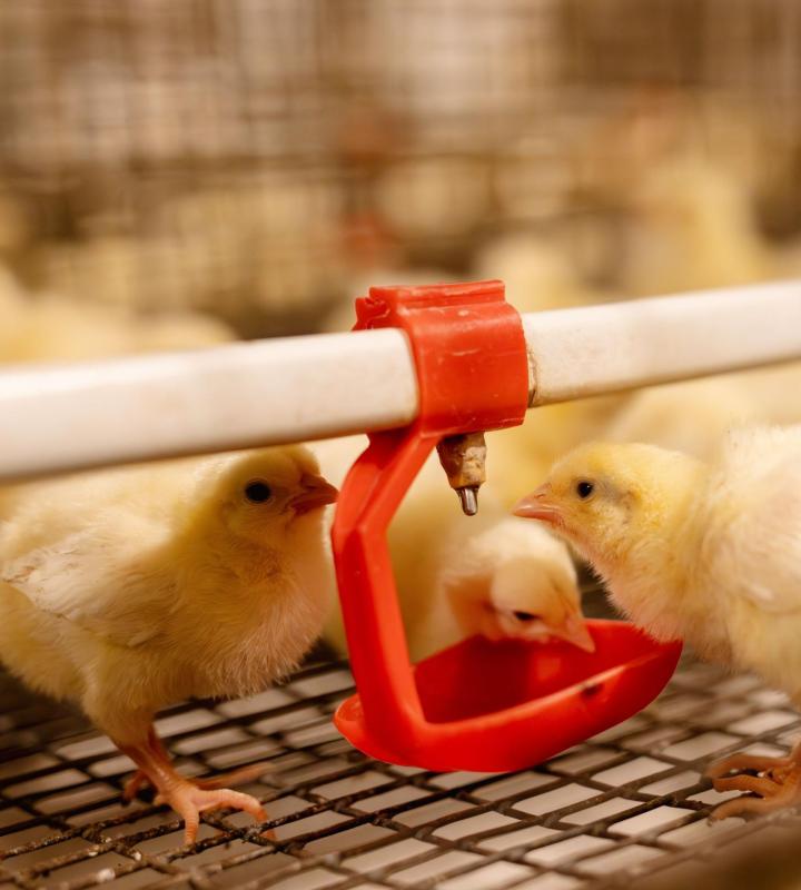 Poultry Equipment Quebec