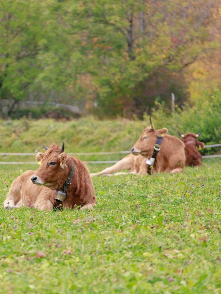 Équipement de toilettage pour animaux Québec