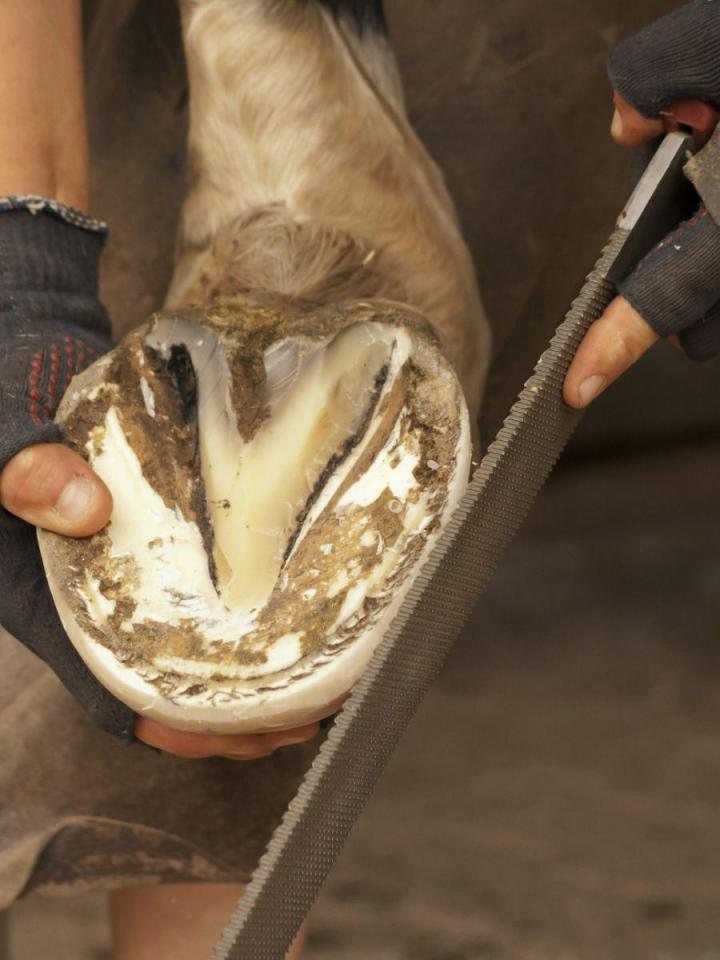 Vente de produits de soin des sabots