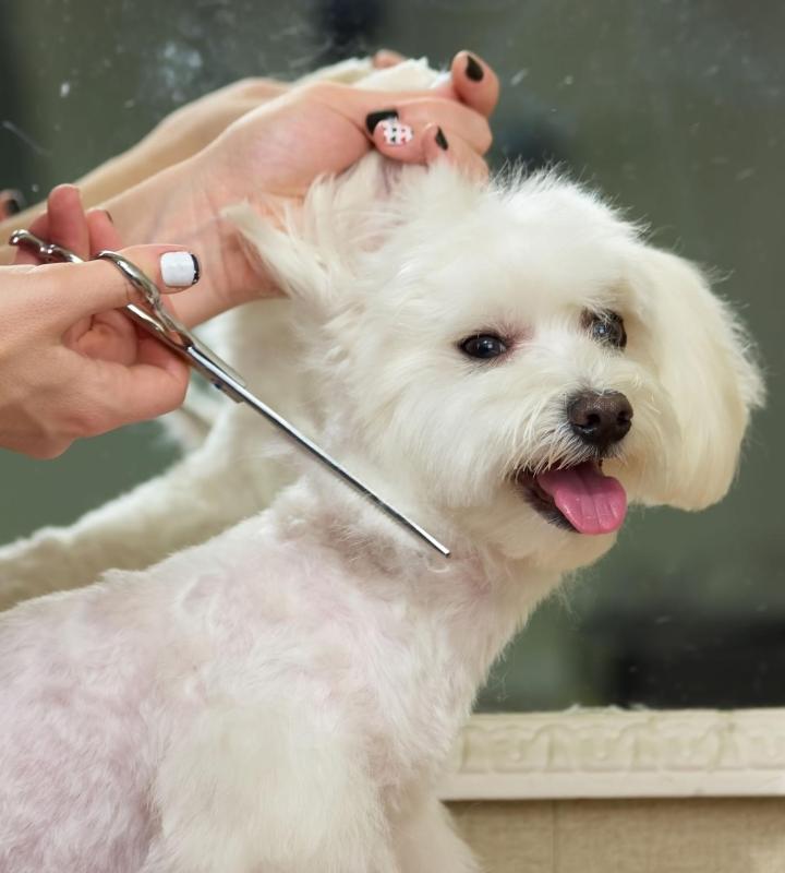 Retrouvez chez Ukal Canada à Saint-Hyacinthe (Québec) tous les équipements utiles au toilettage de vos animaux de ferme.