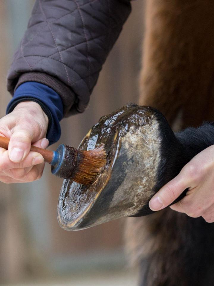 Clôture électrique Québec